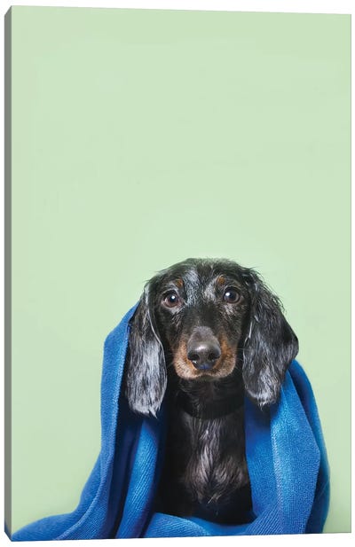 Wet Dog, Anthony With Towel Canvas Art Print - Kids Bathroom Art