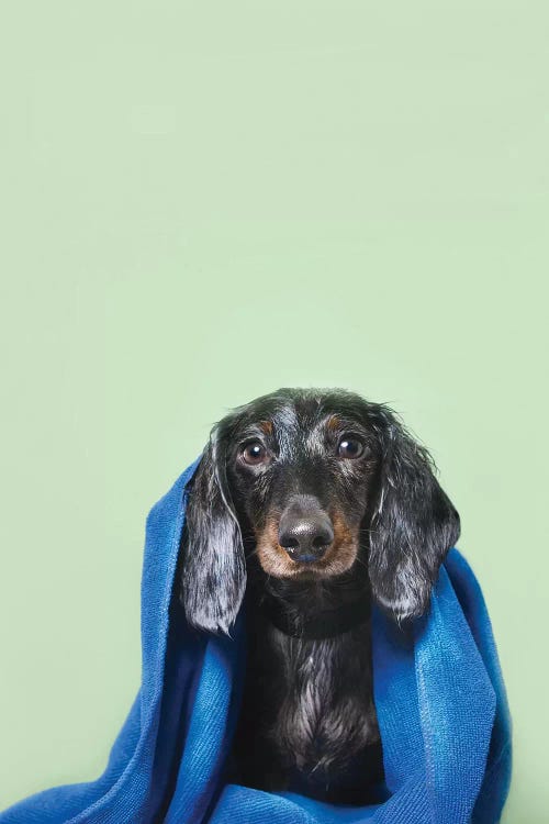 Wet Dog, Anthony With Towel