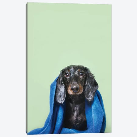 Wet Dog, Anthony With Towel Canvas Print #SGM107} by Sophie Gamand Art Print