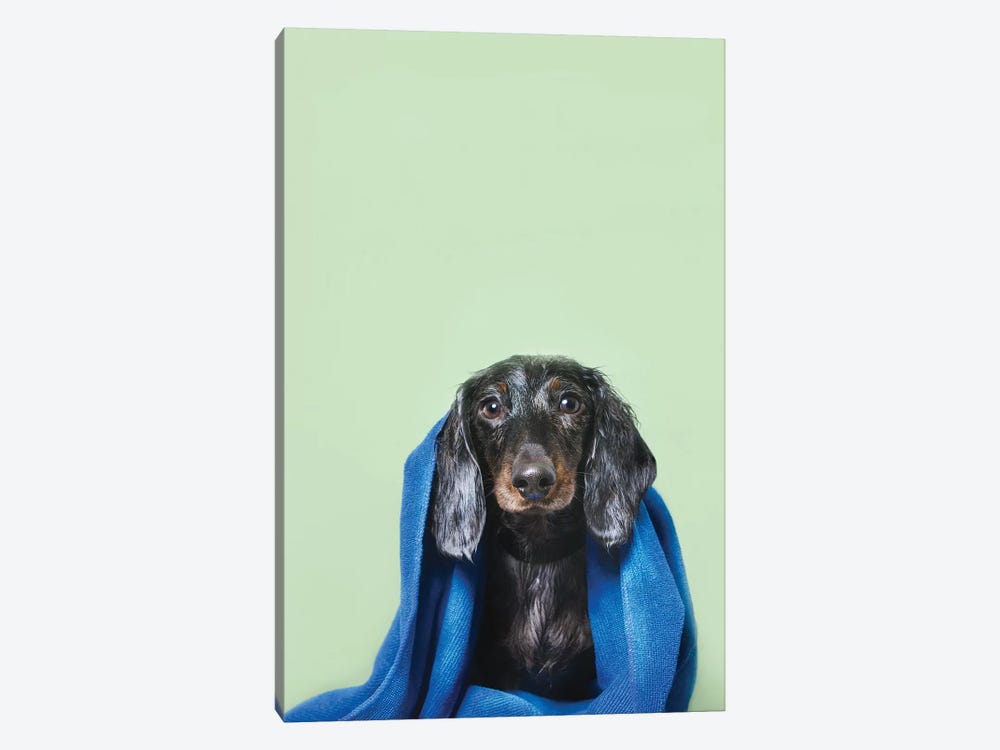 Wet Dog, Anthony With Towel by Sophie Gamand 1-piece Canvas Art Print