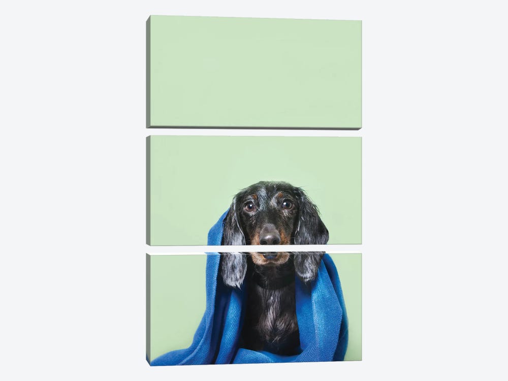 Wet Dog, Anthony With Towel by Sophie Gamand 3-piece Canvas Art Print