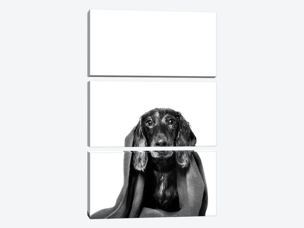 Wet Dog, Anthony With Towel, Black & White by Sophie Gamand 3-piece Canvas Art