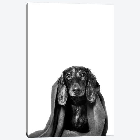 Wet Dog, Anthony With Towel, Black & White Canvas Print #SGM108} by Sophie Gamand Canvas Art