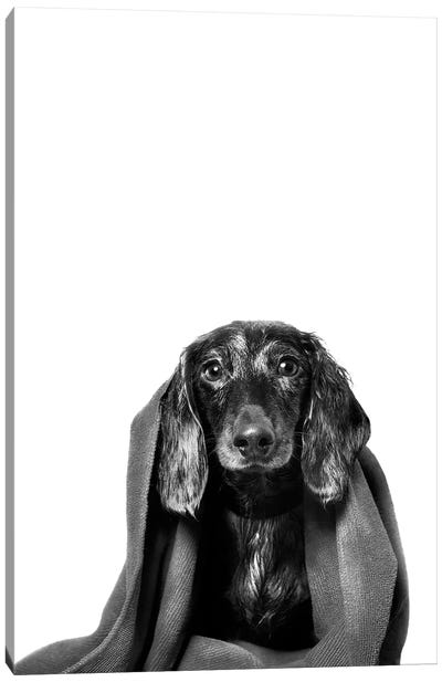 Wet Dog, Anthony With Towel, Black & White Canvas Art Print - Dachshunds