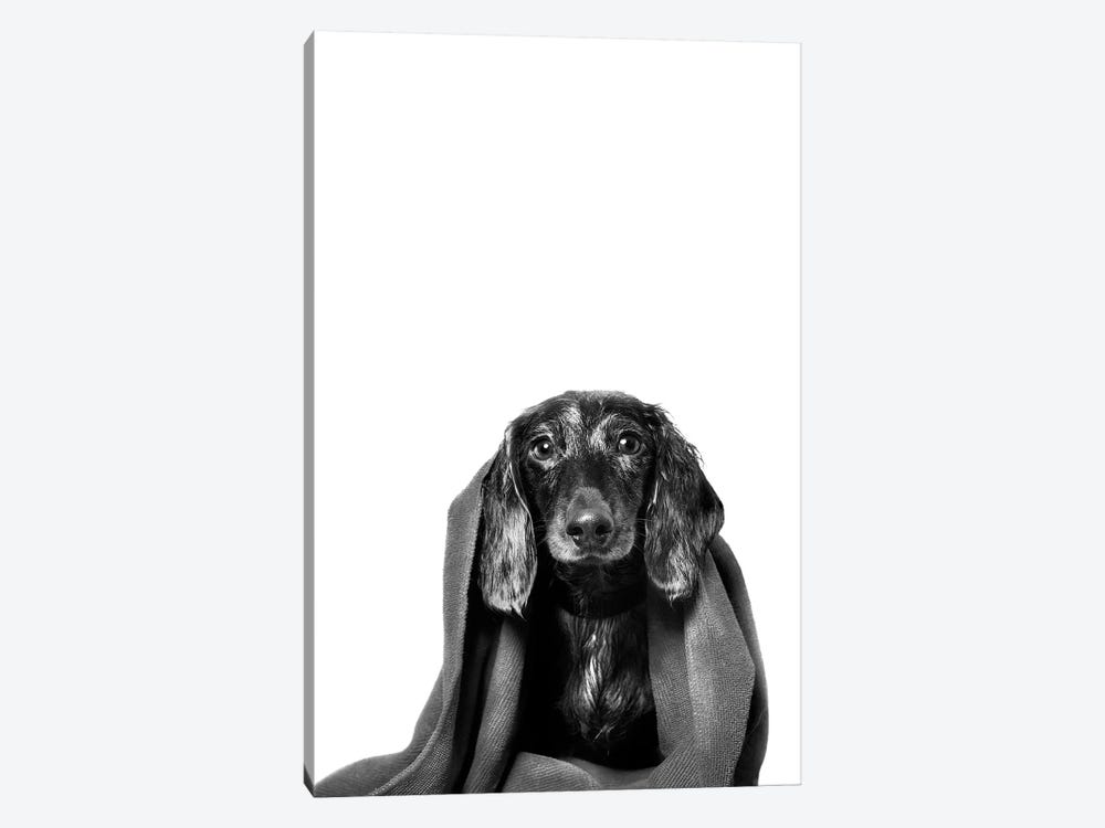 Wet Dog, Anthony With Towel, Black & White by Sophie Gamand 1-piece Canvas Wall Art