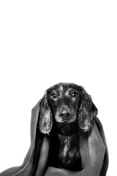 Bathroom Humor: Wet Dog, Anthony With Towel, Black & White by Sophie Gamand
