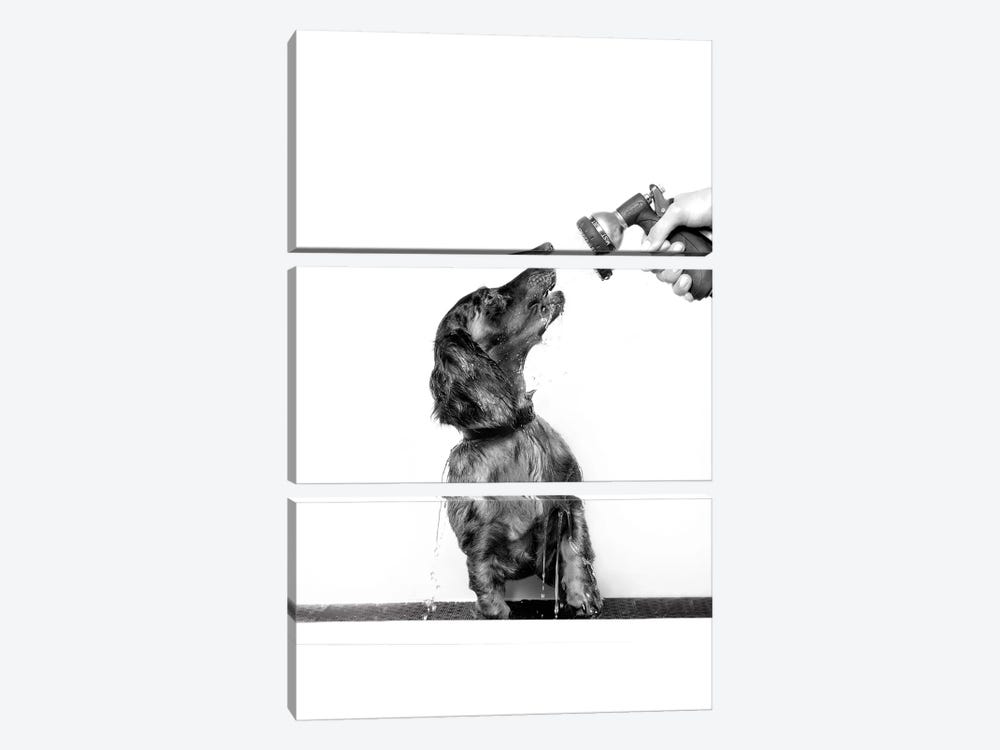 Wet Dog, Anthony, Black & White by Sophie Gamand 3-piece Canvas Print