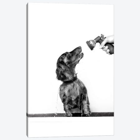 Wet Dog, Anthony, Black & White Canvas Print #SGM109} by Sophie Gamand Canvas Artwork