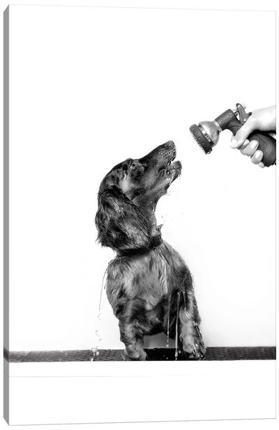 Wet Dog, Anthony, Black & White Canvas Art Print - Dachshund Art