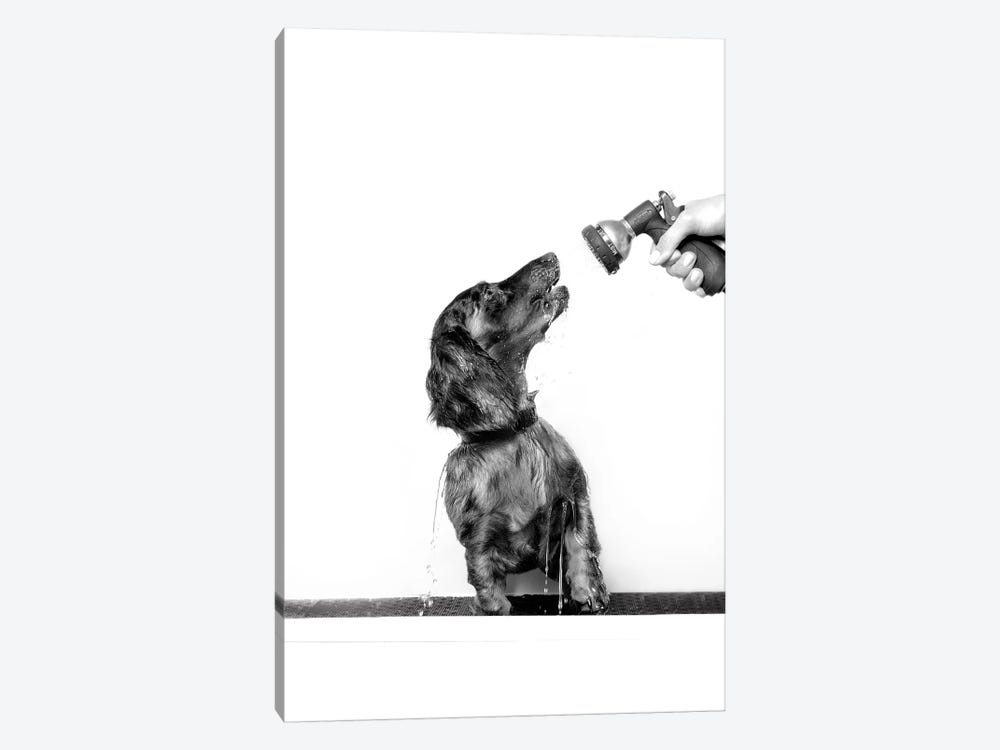 Wet Dog, Anthony, Black & White by Sophie Gamand 1-piece Canvas Art Print