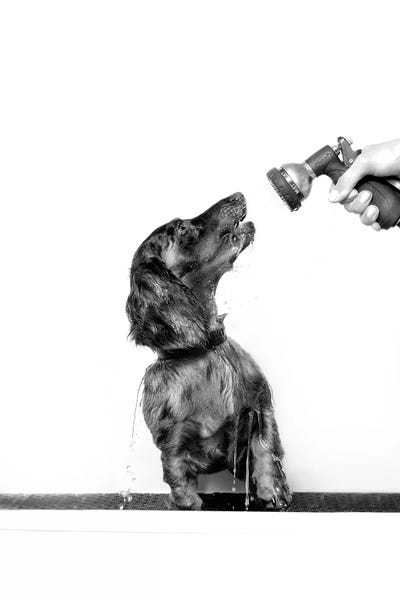 Bathroom Break: Wet Dog, Anthony, Black & White by Sophie Gamand