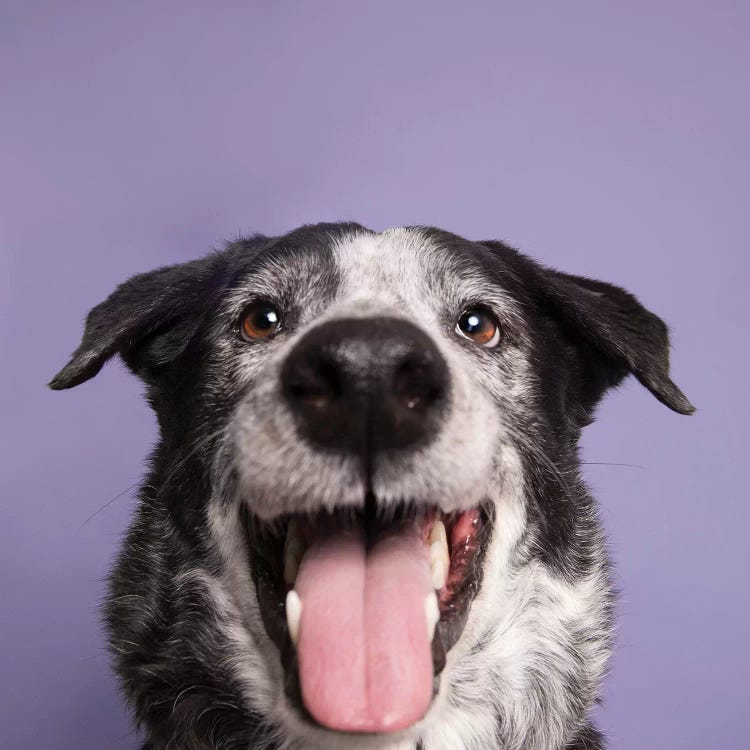 Bart The Rescue Dog by Sophie Gamand wall art