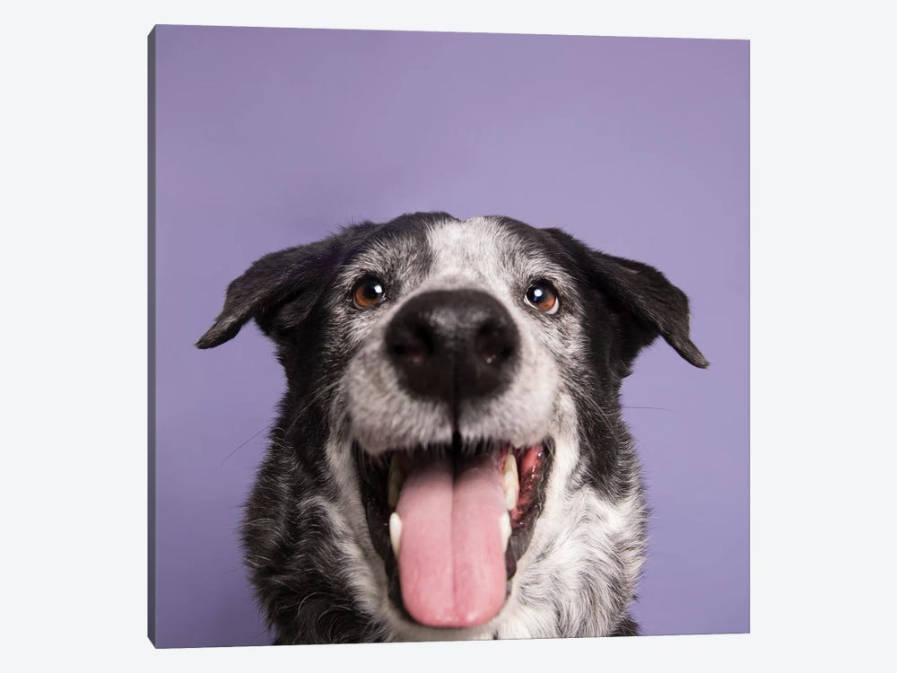 Bart The Rescue Dog by Sophie Gamand 1-piece Canvas Wall Art