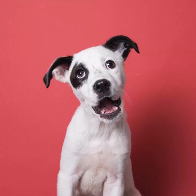 Basher Jr. The Rescue Puppy by Sophie Gamand framed wall art