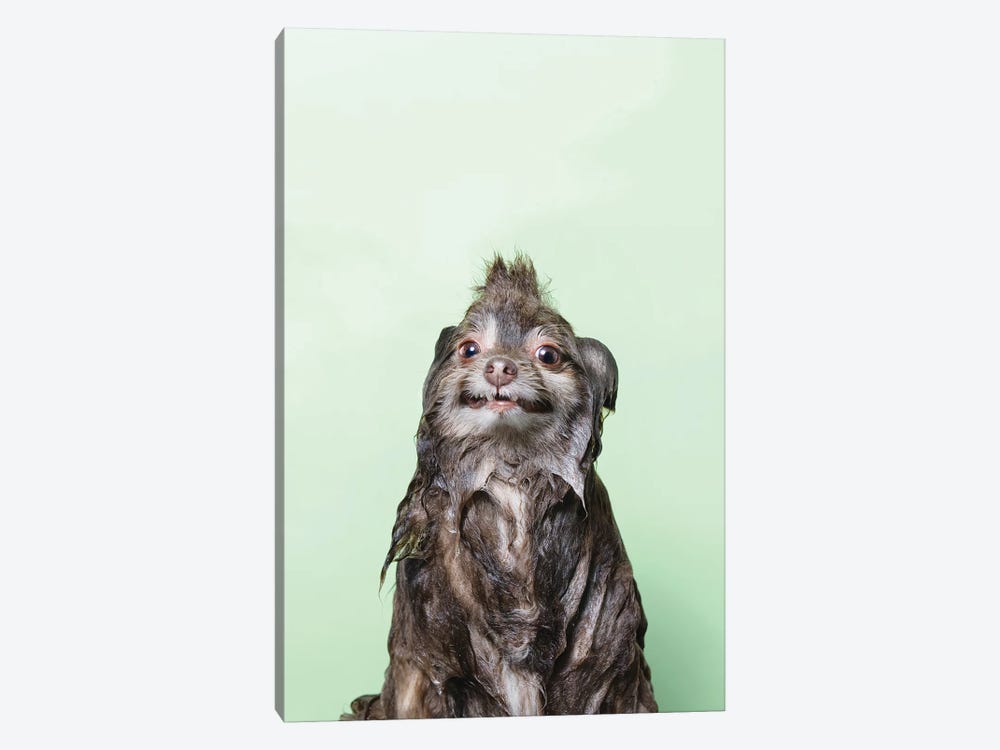 Wet Dog, Chelsea by Sophie Gamand 1-piece Art Print