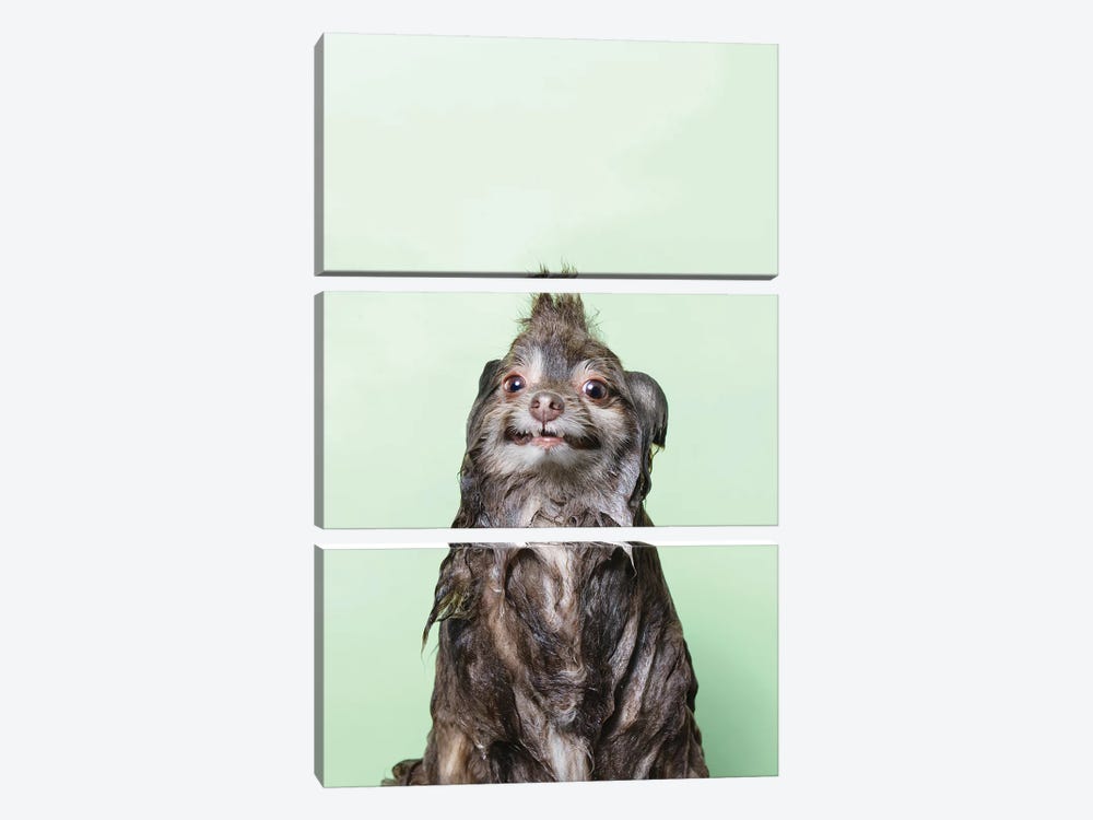 Wet Dog, Chelsea by Sophie Gamand 3-piece Art Print