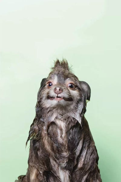 Pomeranians: Wet Dog, Chelsea by Sophie Gamand