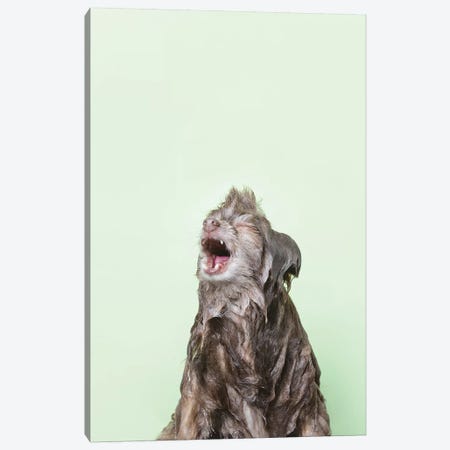 Wet Dog, Chelsea Canvas Print #SGM111} by Sophie Gamand Canvas Print