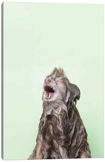 Wet Dog, Chelsea Canvas Art Print - Pomeranian Art
