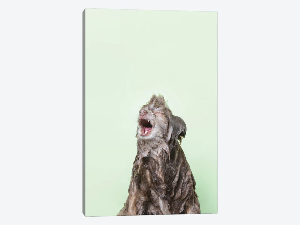 Wet Dog, Chelsea by Sophie Gamand 1-piece Canvas Art