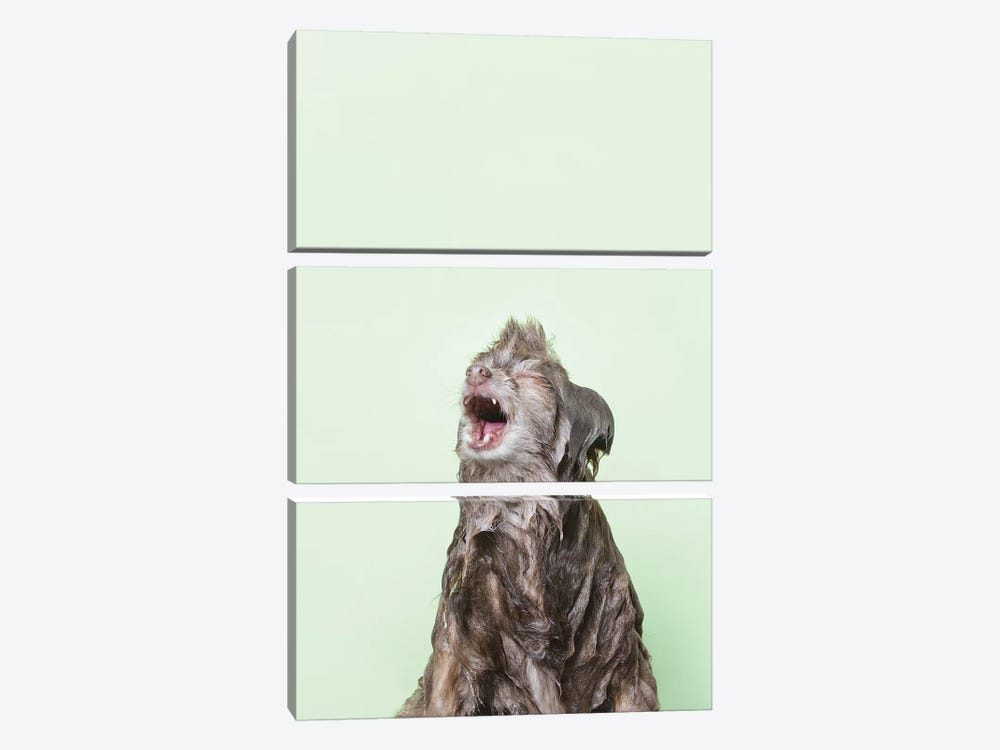 Wet Dog, Chelsea by Sophie Gamand 3-piece Canvas Art