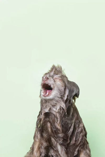 Pomeranians: Wet Dog, Chelsea by Sophie Gamand