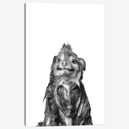 Wet Dog, Chelsea II, Black & White Canvas Print #SGM112} by Sophie Gamand Canvas Print