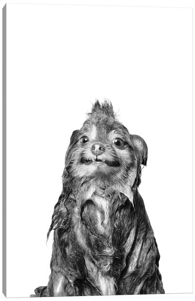 Wet Dog, Chelsea II, Black & White Canvas Art Print - Pomeranian Art