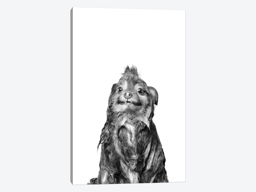Wet Dog, Chelsea II, Black & White by Sophie Gamand 1-piece Canvas Print