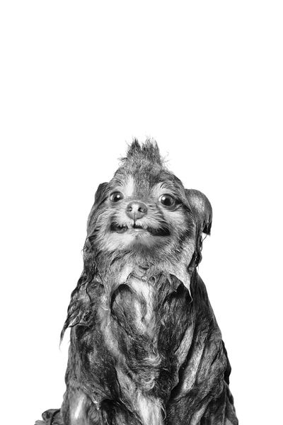 Pomeranians: Wet Dog, Chelsea II, Black & White by Sophie Gamand