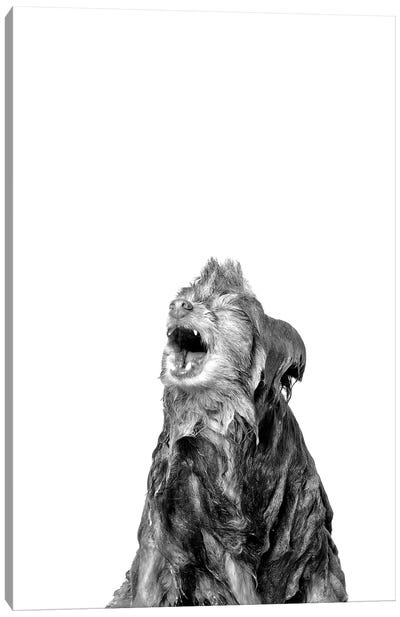 Wet Dog, Chelsea, Black & White Canvas Art Print - Pomeranian Art