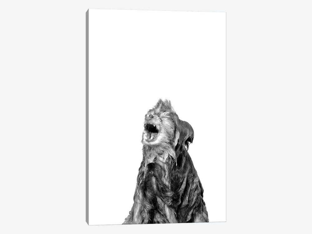 Wet Dog, Chelsea, Black & White by Sophie Gamand 1-piece Canvas Artwork