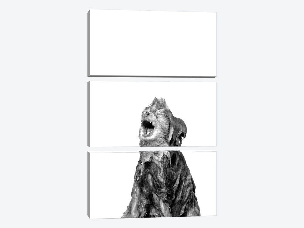 Wet Dog, Chelsea, Black & White by Sophie Gamand 3-piece Canvas Wall Art