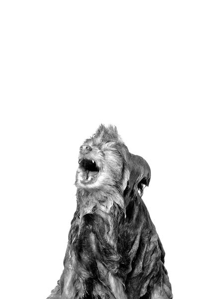 Pomeranians: Wet Dog, Chelsea, Black & White by Sophie Gamand