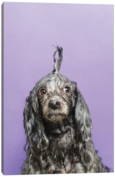 Wet Dog, Dana Canvas Art Print - Poodle Art