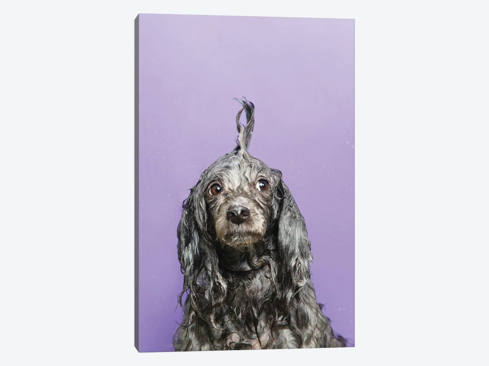 Wet Dog, Dana by Sophie Gamand 1-piece Art Print