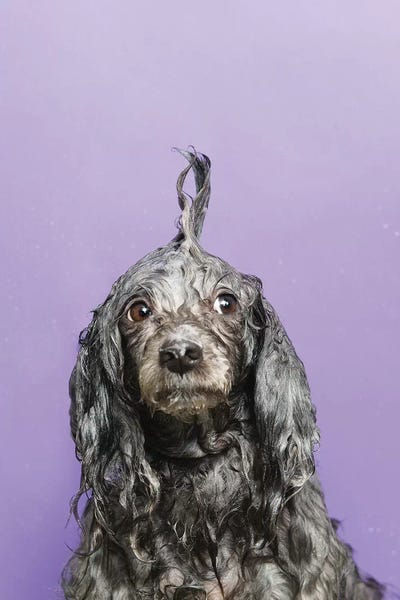 Poodles: Wet Dog, Dana by Sophie Gamand