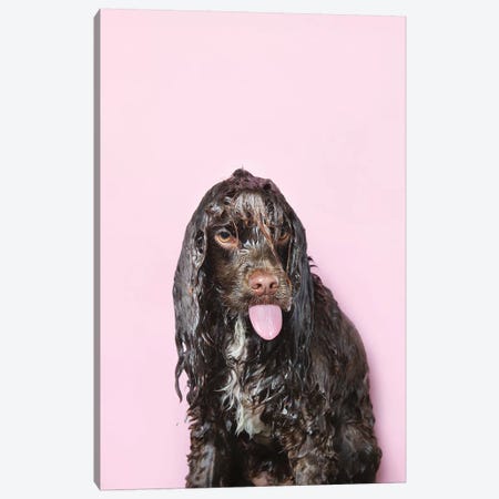 Wet Dog, Harvey Canvas Print #SGM115} by Sophie Gamand Canvas Wall Art