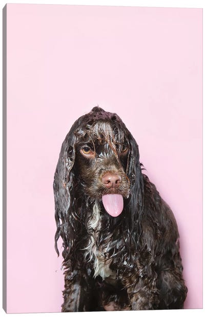 Wet Dog, Harvey Canvas Art Print - English Springer Spaniel Art