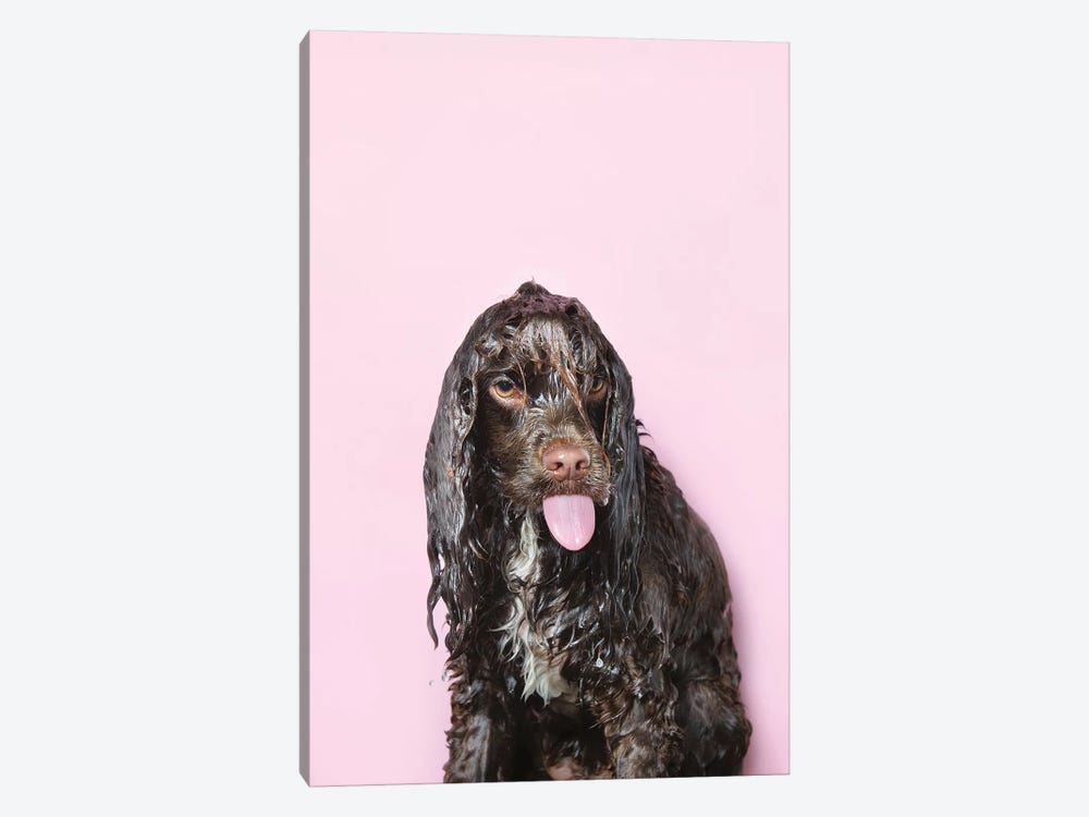 Wet Dog, Harvey by Sophie Gamand 1-piece Canvas Artwork