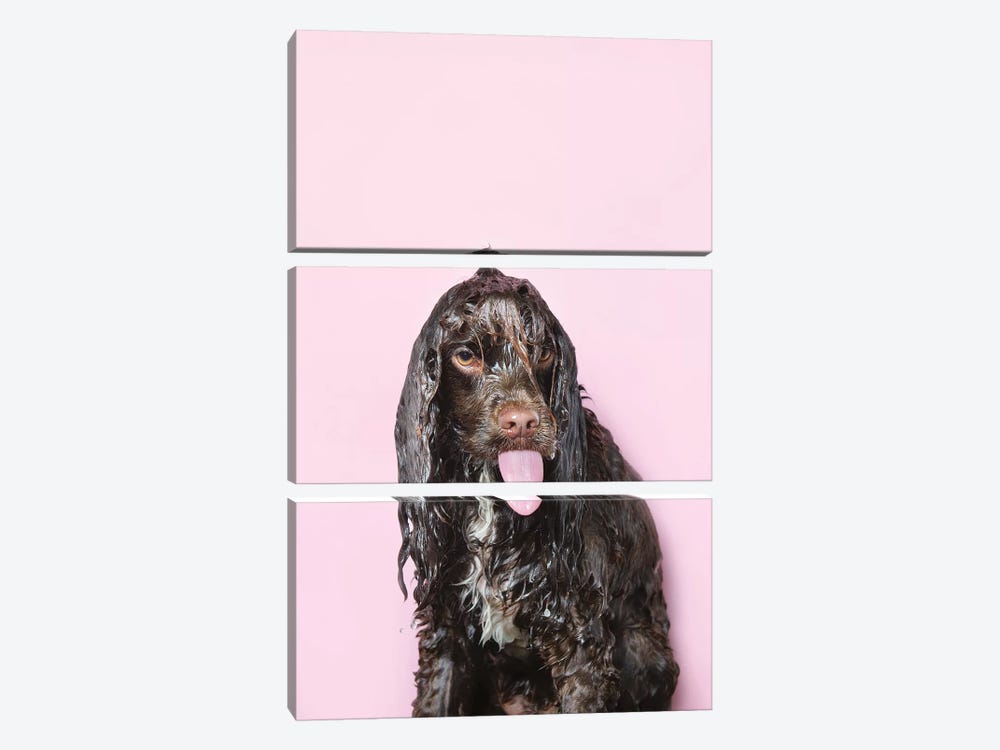 Wet Dog, Harvey by Sophie Gamand 3-piece Canvas Art