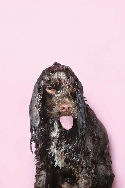 English Springer Spaniels: Wet Dog, Harvey by Sophie Gamand