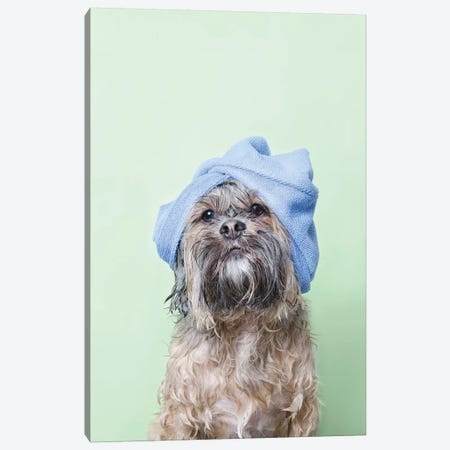 Wet Dog, Joey With Towel Canvas Print #SGM116} by Sophie Gamand Canvas Art
