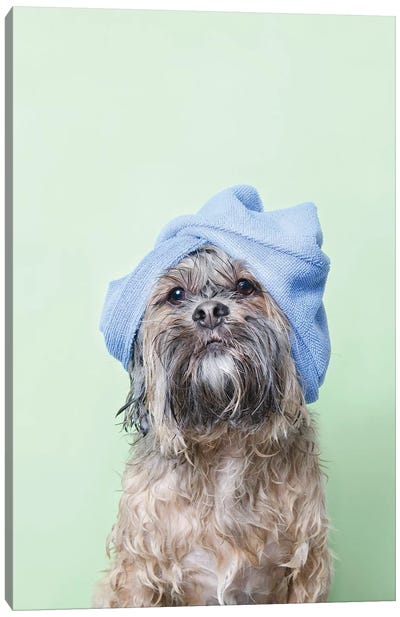 Wet Dog, Joey With Towel Canvas Art Print - Havanese