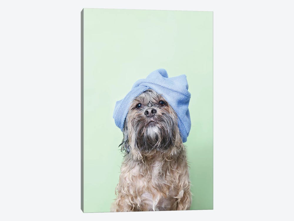 Wet Dog, Joey With Towel by Sophie Gamand 1-piece Canvas Print
