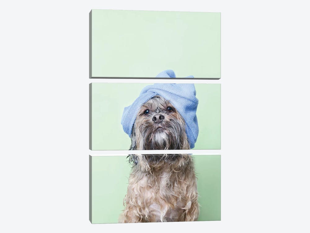Wet Dog, Joey With Towel by Sophie Gamand 3-piece Canvas Art Print