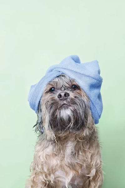 Bathroom Break: Wet Dog, Joey With Towel by Sophie Gamand