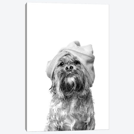 Wet Dog, Joey, Black & White Canvas Print #SGM117} by Sophie Gamand Canvas Wall Art