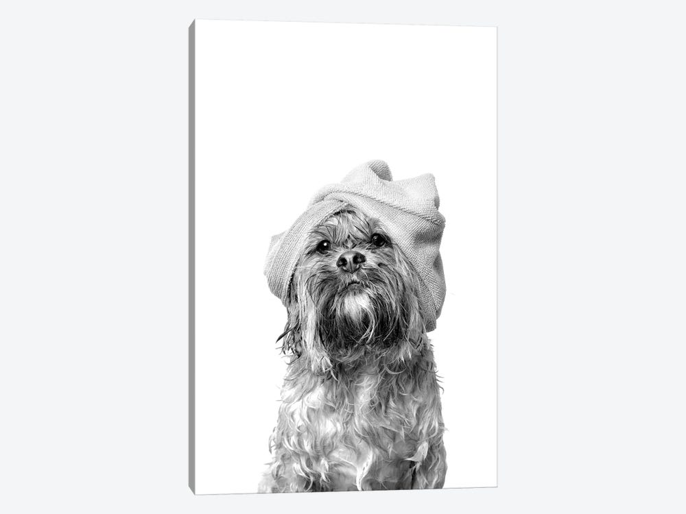 Wet Dog, Joey, Black & White by Sophie Gamand 1-piece Canvas Wall Art