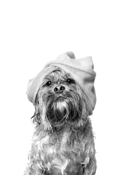 Bathroom Break: Wet Dog, Joey, Black & White by Sophie Gamand